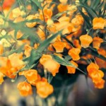 敬老の日のプレゼントは花がおすすめ！花言葉や色で選ぶポイントは？