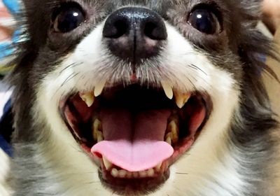 犬が歯磨きを嫌がる時の慣らし方！ガムは効果があるの？
