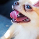 犬の口が臭いのは病気なの？口臭を消す方法と予防のおすすめは？